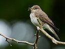 Spotted Flycatcher