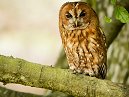 Tawny Owl