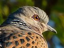 Turtle Dove