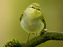 Wood Warbler