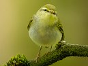 Wood Warbler