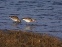 Black Tailed Godwit