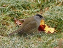 Blackcap