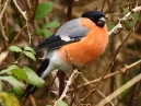 Bullfinch