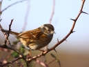 Dunnock