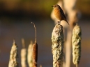 Female Stonechat