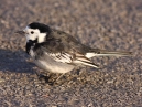 Grey Wagtail