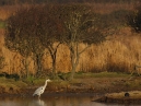 Heron