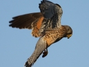 Kestrel