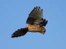 Kestrel