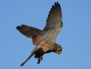 Kestrel