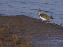 Lapwing