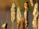Male Stonechat