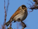 Reed Bunting