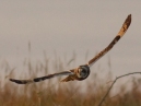 Short Eared Owl