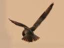 Short Eared Owls