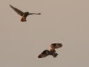 Short Eared Owls