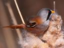 Bearded Tits