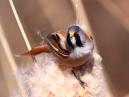 Bearded Tit