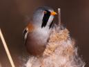 Bearded Tit