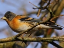 Brambling