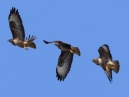 Buzzard