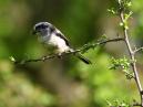 Long Tailed Tit