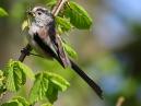 Long Tailed Tit