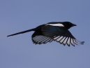 Magpie