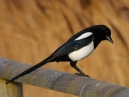 Magpie