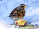 RedWing