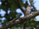 Spotted Fly Catcher