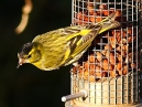 Siskin