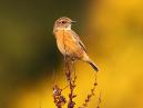 Stonechat