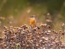 Stonechat