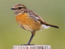 Stonechat
