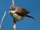 WhiteThroat