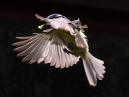 Blue Tit