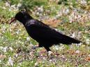Chough