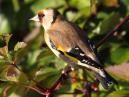 Goldfinch
