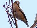 Hawfinch1