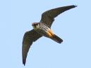 Hobby