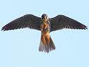 Hobby
