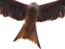 Red Kite