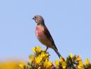 Linnet