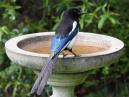 Magpie