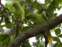Parakeets