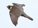 Bath Peregrine