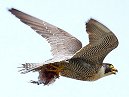 Bath Peregrine