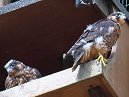 Bath Peregrine Chicks